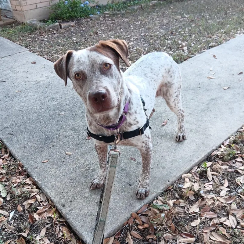 Lil Sebastian thumbnail 2