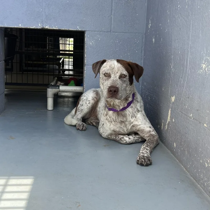 Lil Sebastian thumbnail 3