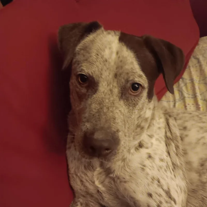 Lil Sebastian thumbnail 4