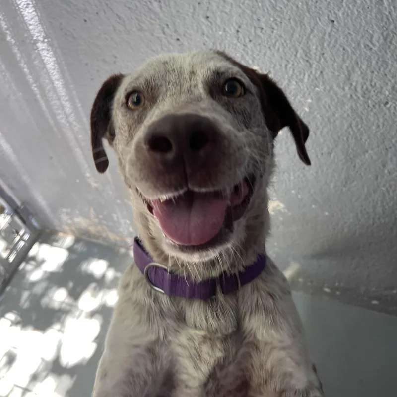 Lil Sebastian thumbnail 5