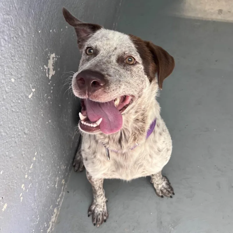 Lil Sebastian thumbnail 6