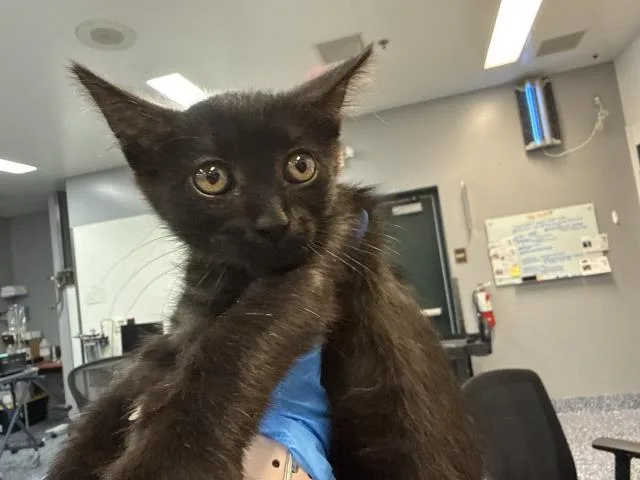 A baby small-sized female Domestic Short Hair cat named Paloma for adoption in Thousand Palms, CA