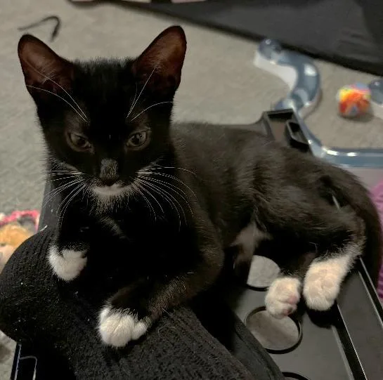 A baby medium-sized female Black & White / Tuxedo Domestic Short Hair cat named Jade for adoption in Reston, VA