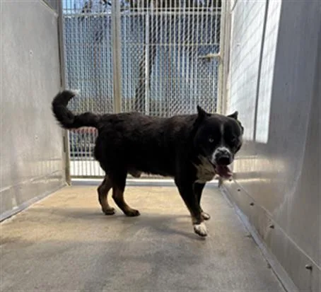 An adult large-sized male Australian Cattle Dog / Blue Heeler dog named Cowboy for adoption in Camarillo, CA