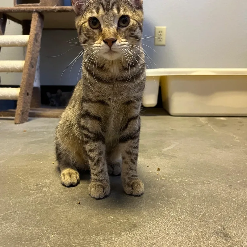 Salt And Pepper thumbnail 4