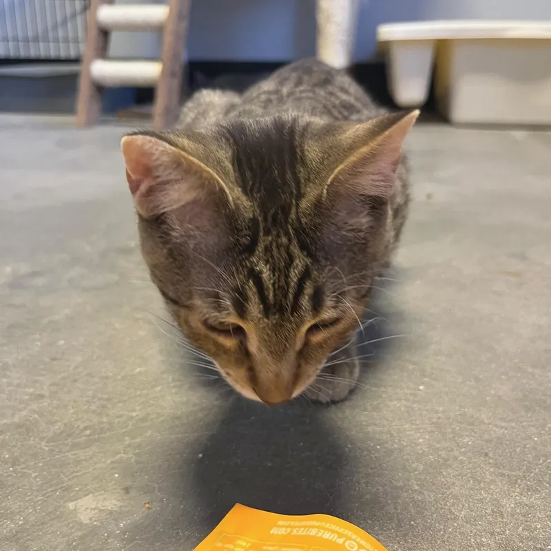 Salt And Pepper thumbnail 5