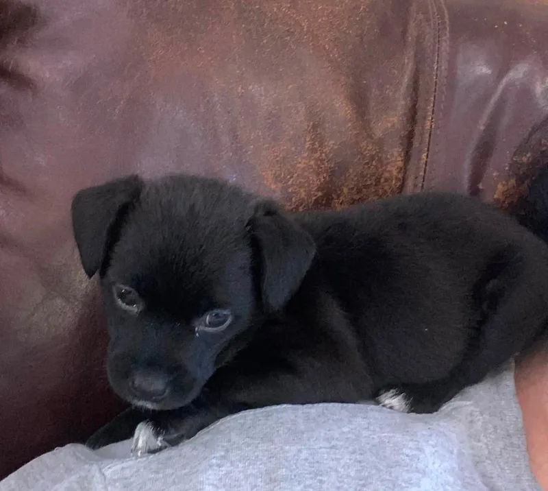 A baby small-sized female Dachshund dog named Lil Orphan Luna for adoption in Aurora, IN