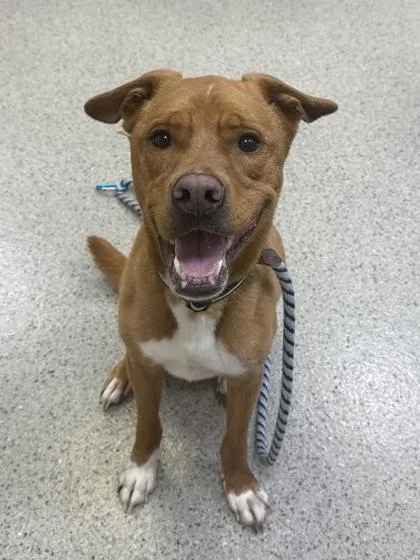 An adult large-sized male Pit Bull Terrier dog named Arlo for adoption in Fishers, IN