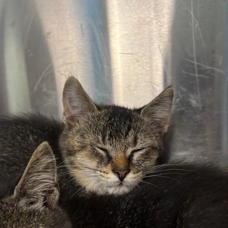 A baby small-sized male Black Domestic Short Hair cat named Giles for adoption in Washington Township, OH