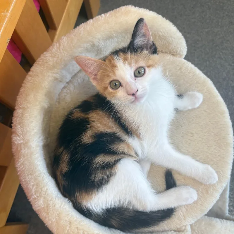 A baby small-sized female Orange / Red Domestic Short Hair cat named Daisy for adoption in Brockton, MA