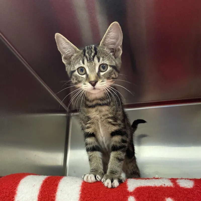 A baby small-sized female Brown / Chocolate Domestic Short Hair cat named Kakariko for adoption in Grand Rapids, MI