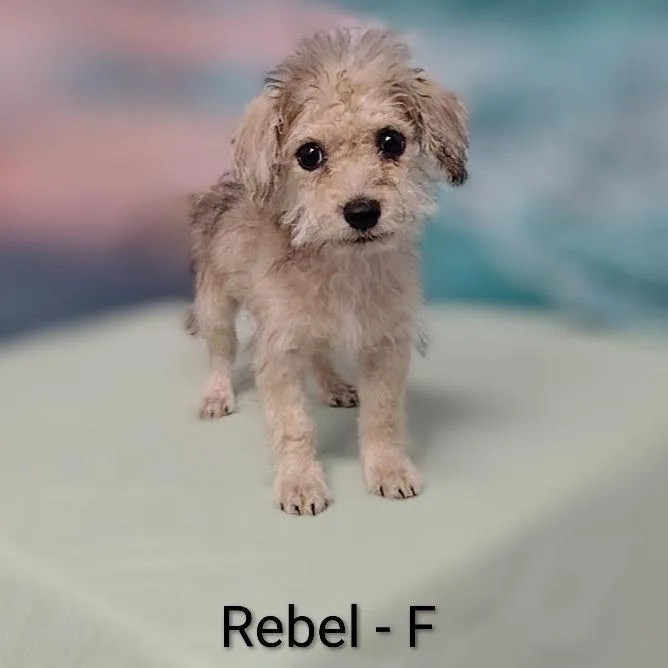 A baby small-sized female Gray / Blue / Silver Poodle dog named Rebel for adoption in Griswold, CT