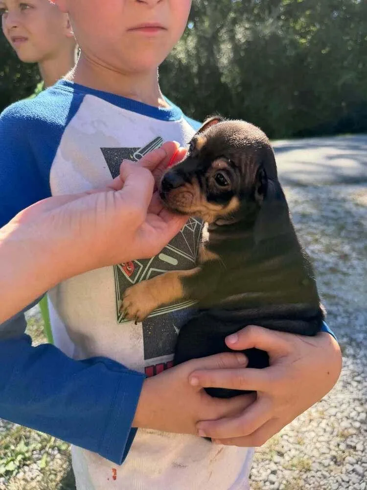 A baby small-sized male Chihuahua dog named Sons of Dracula : for adoption in Aurora, IN