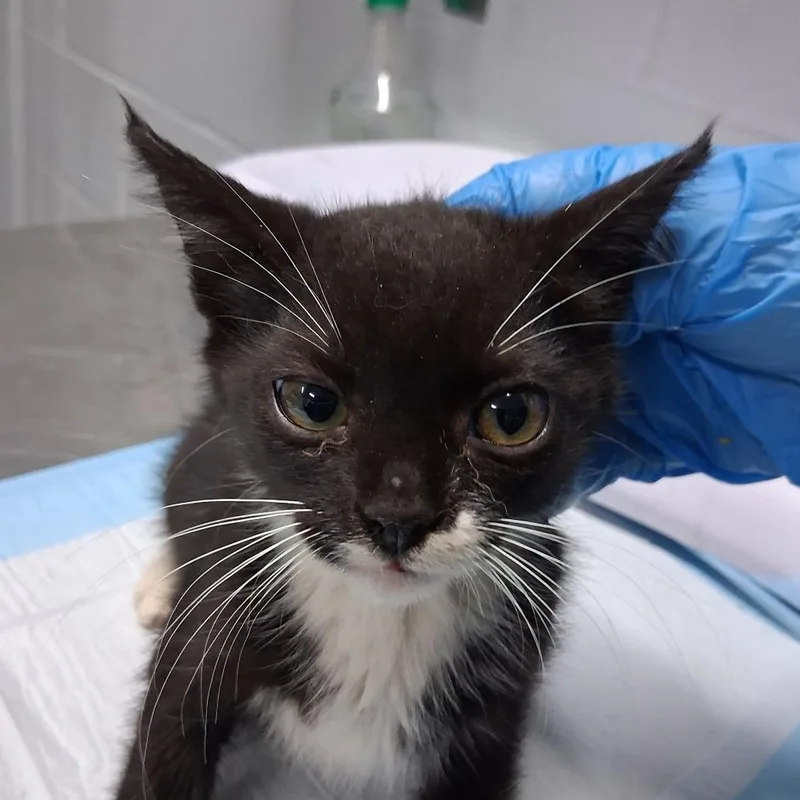 A baby small-sized male Black Domestic Short Hair cat named Jesse for adoption in Summerville, SC