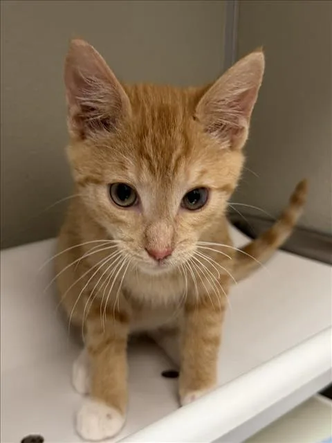 A baby small-sized male Domestic Short Hair cat named Ben for adoption in Tracy, CA