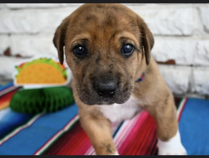 Taco thumbnail 2
