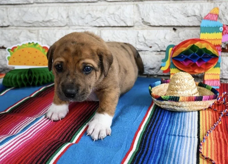 Taco thumbnail 3