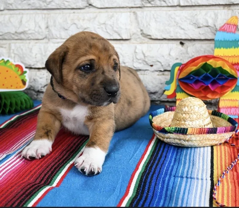 Taco thumbnail 4