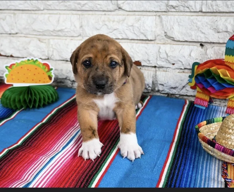 Taco thumbnail 5