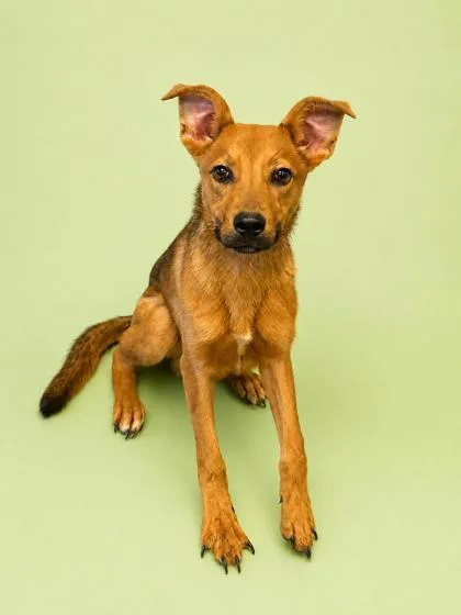 An adult medium-sized male Shepherd dog named Freddy for adoption in Bowling Green, KY