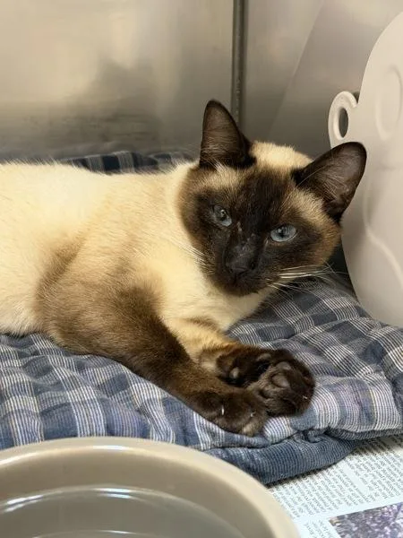 An adult small-sized female Siamese cat named Lucy for adoption in Novato, CA
