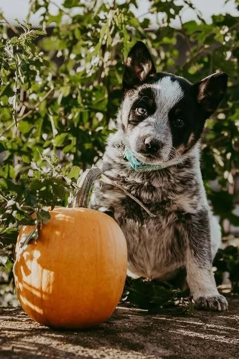 A baby medium-sized male Australian Cattle Dog / Blue Heeler dog named Milky Way for adoption in Waunakee, WI