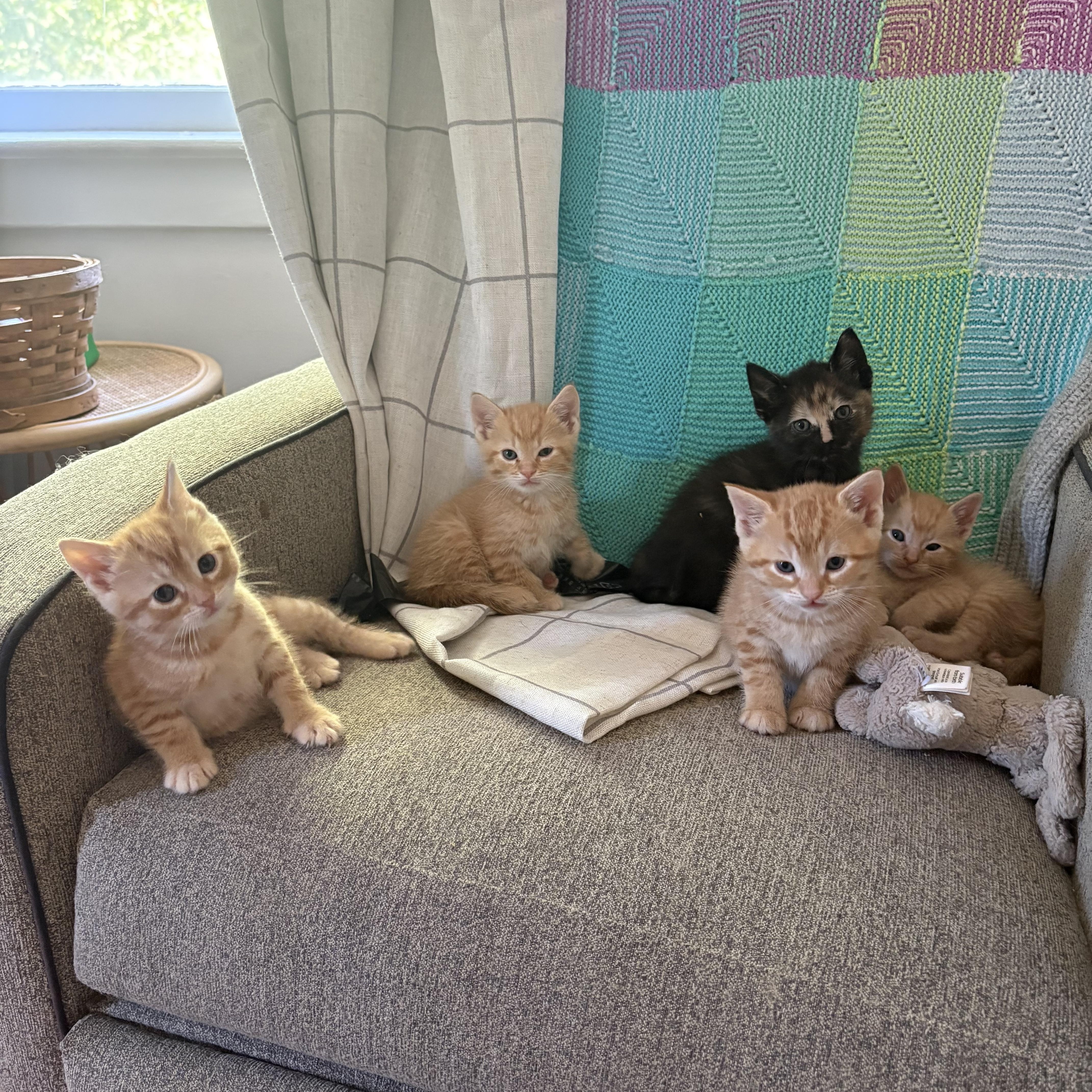 A baby small-sized male Orange / Red Domestic Short Hair cat named John Tucker for adoption in Turnersville, NJ