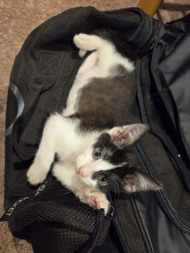 A baby small-sized male Black & White / Tuxedo Domestic Short Hair cat named Bolt for adoption in Chicago, IL