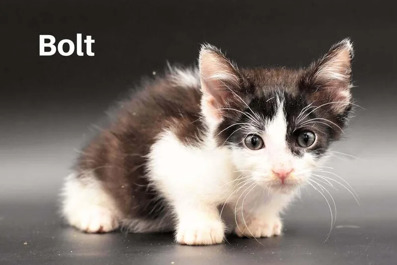 Bolt thumbnail 2