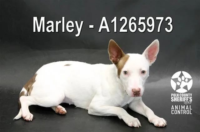 A young medium-sized female Bull Terrier dog named Marley for adoption in Winter Haven, FL