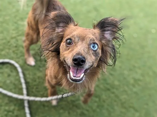 A young small-sized male Dachshund dog named Kylo for adoption in Phoenix, AZ