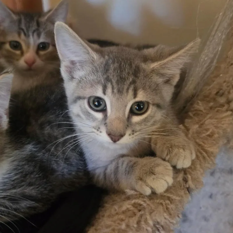 A baby small-sized female Brown / Chocolate Domestic Short Hair cat named Kate for adoption in La Grange, KY