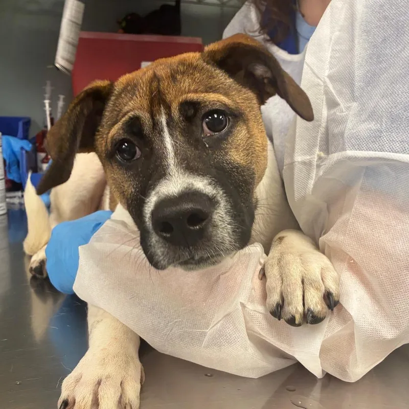 A baby small-sized male White / Cream American Staffordshire Terrier dog named Barkowitz for adoption in Greenville, SC