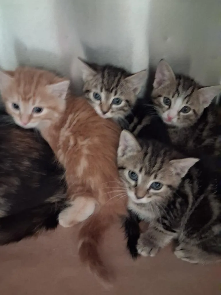 A baby small-sized male Domestic Short Hair cat named Country for adoption in Cartersville , GA