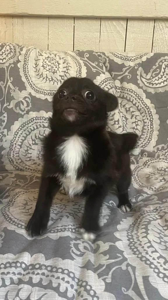 A baby small-sized male Pug dog named Chia for adoption in Fort Worth, TX