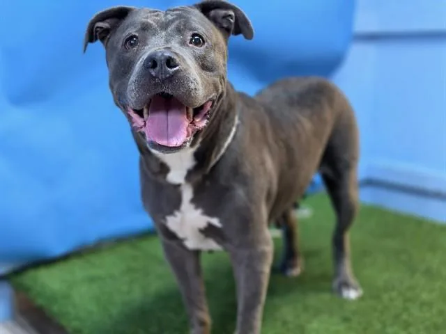 An adult large-sized female Pit Bull Terrier dog named A for adoption in Gardena, CA
