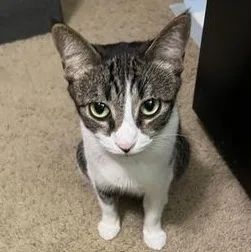 A young medium-sized female Tabby (Brown / Chocolate) Domestic Short Hair cat named Salem for adoption in Liverpool, TX