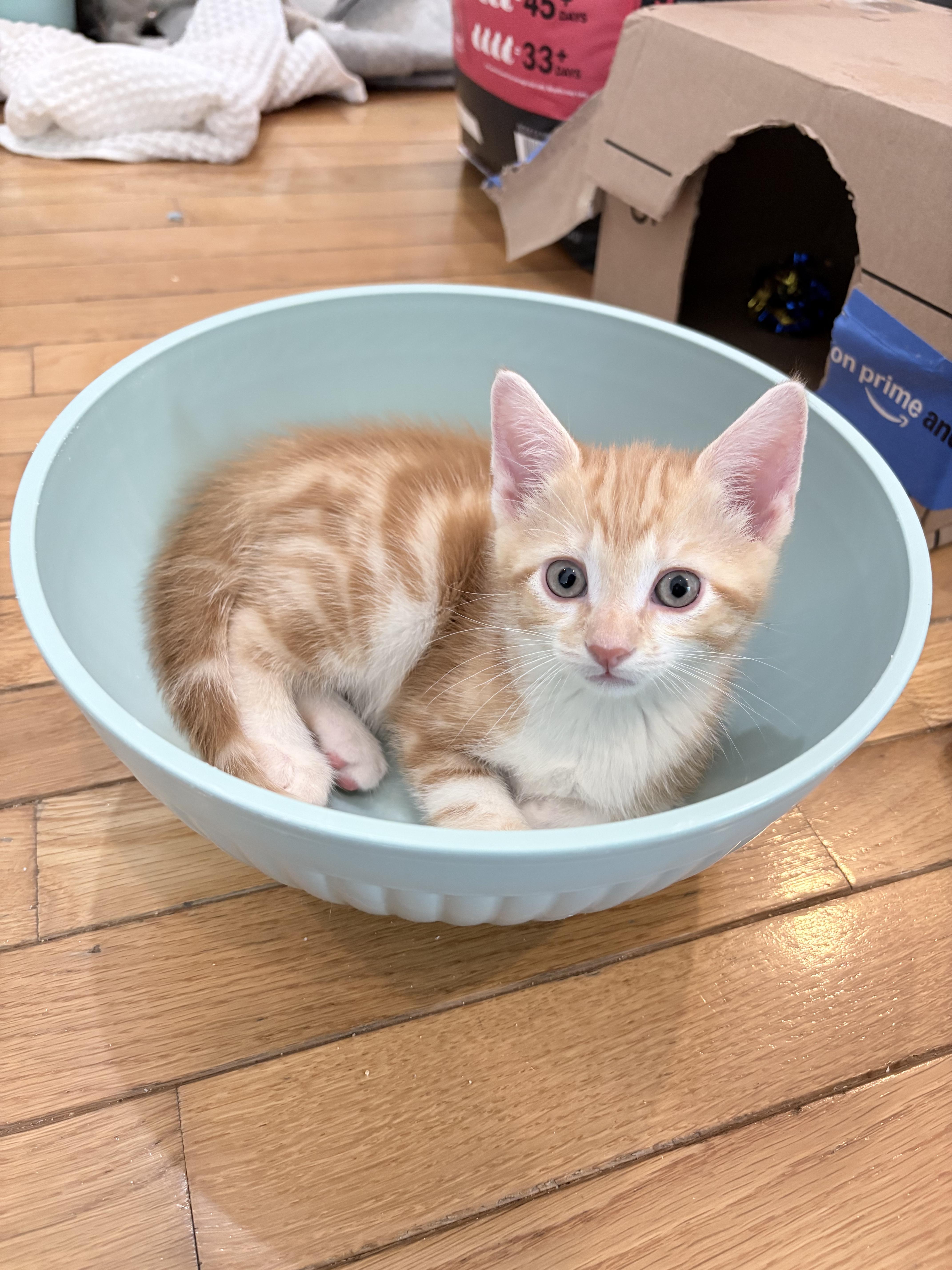 A baby small-sized female Orange & White Domestic Short Hair cat named Clementine& Cinnamon Roll for adoption in New York, NY