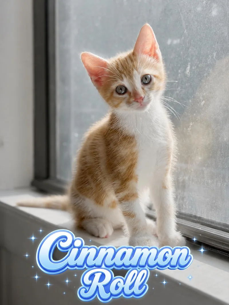 Clementine& Cinnamon Roll thumbnail 2