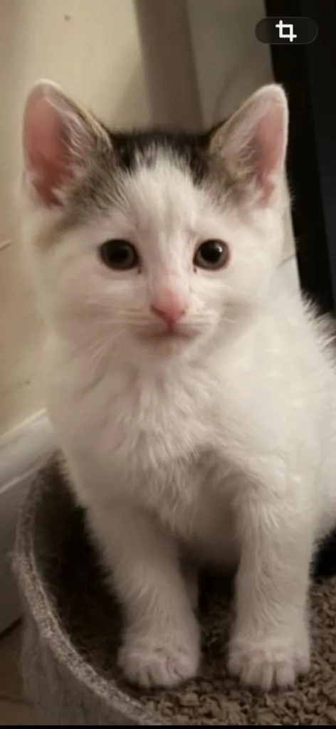 Finn