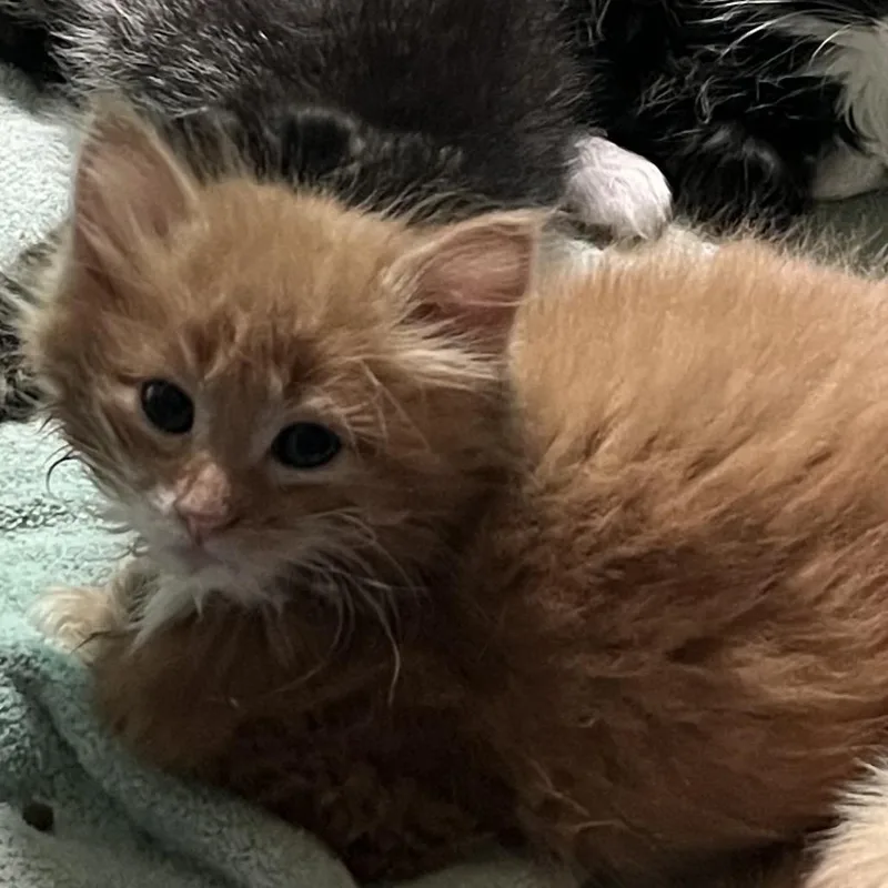 A baby small-sized male Orange / Red Domestic Long Hair cat named Mufasa for adoption in Baker City, OR