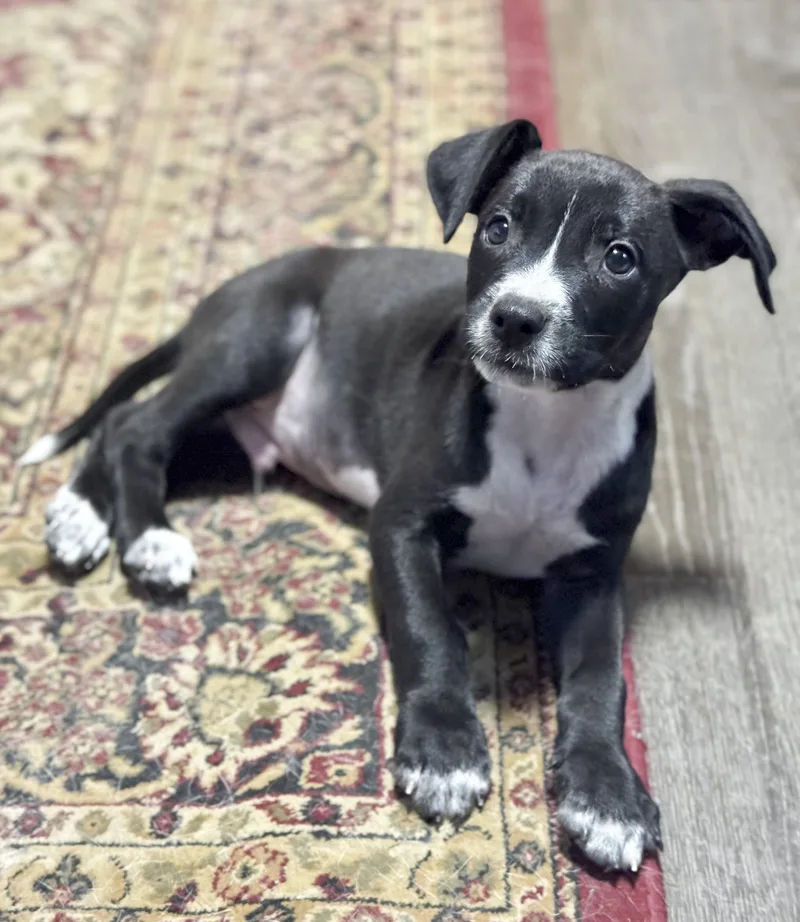 A baby small-sized male Black Pit Bull Terrier dog named Jake for adoption in Southport, CT