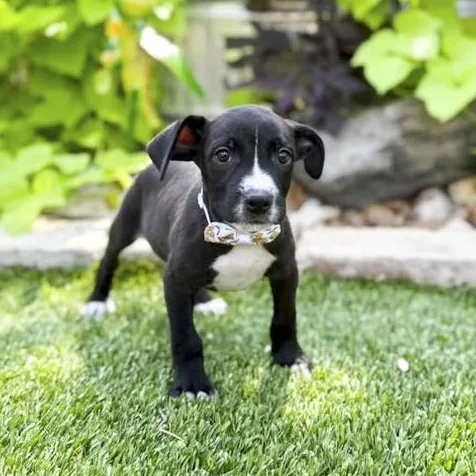 Jake thumbnail 4
