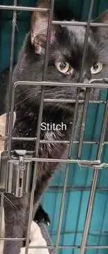 Stitch