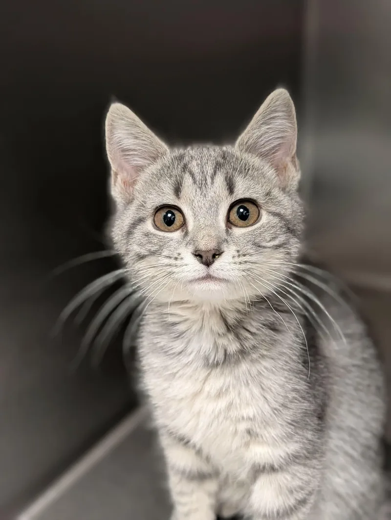 A baby medium-sized female Tabby (Gray / Blue / Silver) Domestic Short Hair cat named Charmeleon for adoption in Chambersburg, PA
