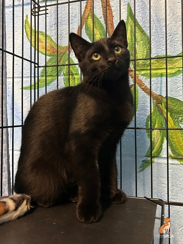 A baby small-sized male Domestic Short Hair cat named Hyatt for adoption in Roanoke, VA