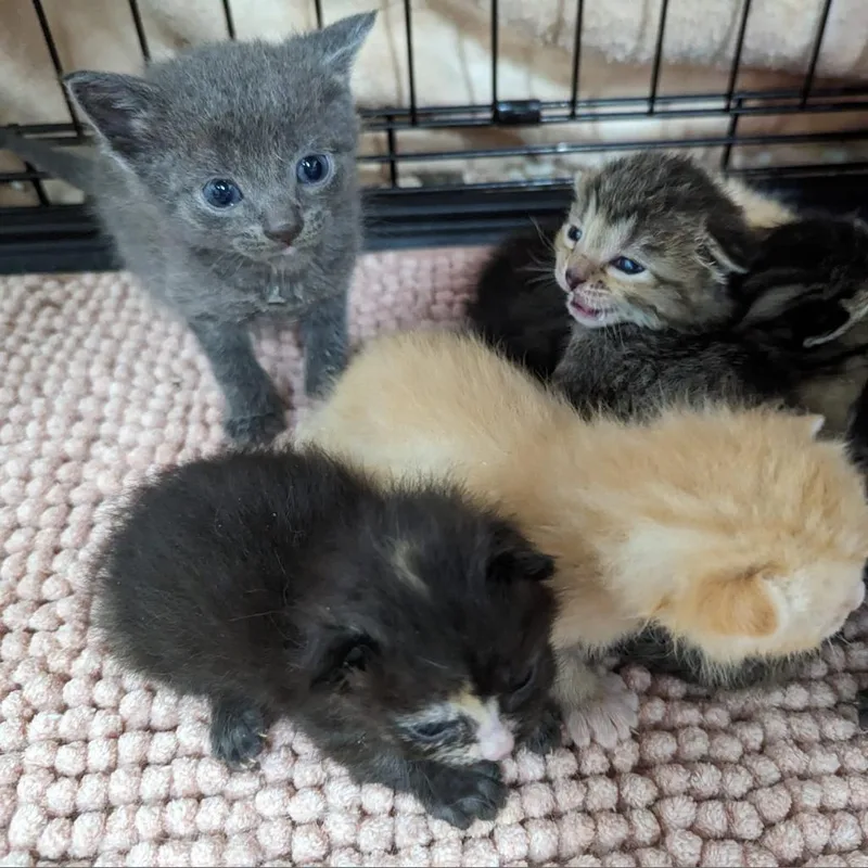 Lisa Marie thumbnail 2