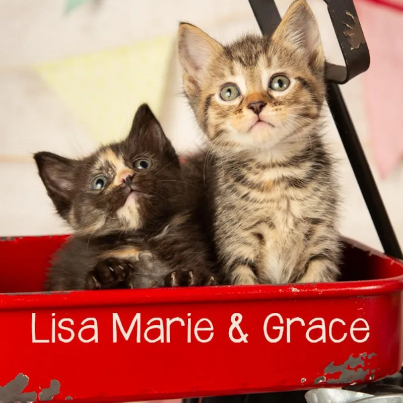 Lisa Marie thumbnail 3