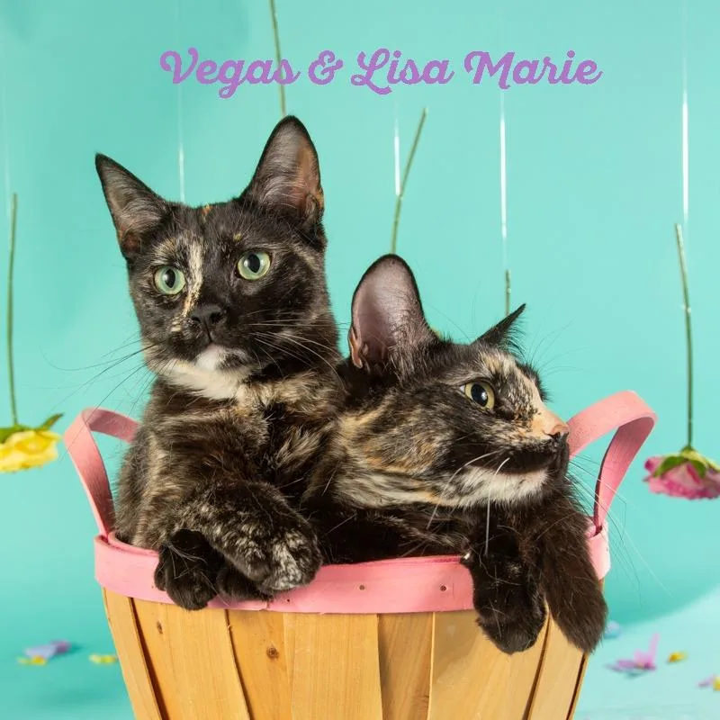 Lisa Marie thumbnail 4