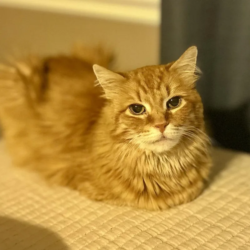 Eli